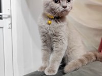 British Shorthair Yavrumuz