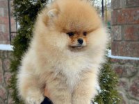 Mersin yavru pomeranian köpeğimiz