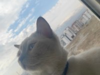 1 yaşında erkek blue point british shorthair