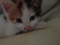 48 günlük dişi kedi