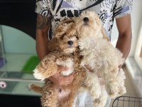 Petmode köpek çiftliğinden maltipoo yavrular