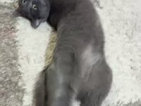 Kedimizi acil sahiplendirme