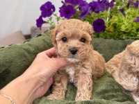 Korean Maltipoo Yavrular