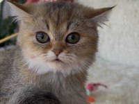 British shorthair golden yeşil göz dişi yavru