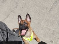 Eğitimli aşıları tam a kalite malinois