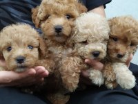 Maltipoo yavrular teslime hazır