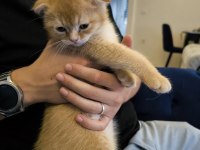 Golden scottish fold 1.5 aylık yavrumuz