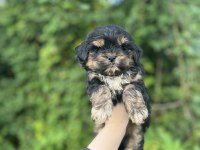 Erkek dişi mevcut maltipoo güzellikler