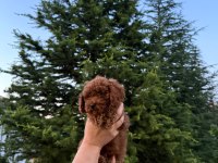 Koyu renk kore teacup poodle