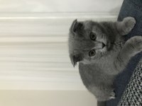 4 aylık safkan çok uslu scottish fold