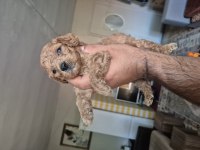 Maltipoo Bebekler 1 Aylık