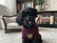 Teacup morkie black