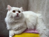 Rize içi teslim british longhair