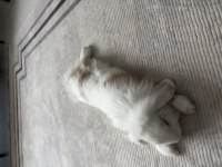 4.5 aylık Hollanda Lop Tavşan