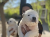 Safkan aşılı samoyed yavrularım
