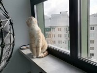 4 yaşında erkek scottish fold