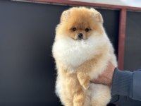 Petmode köpek çiftliğinden tea cup pomeranian boo