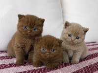 Cinnomon Ve Lilac British Shorthair Yavrular