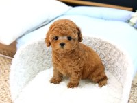 Bi̇blo Gi̇bi̇ Kore Kanı Toy Poodle Yavrular