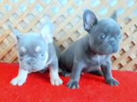 BLUE QUAD ERKEK MİCRO FRENCH BULLDOG YAVRUMUZ İZMİR