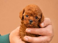 Irk Ve Sağlık Garantili Toy Poodle Bebekler