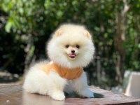 2 aylık dişi pomeranian yavru