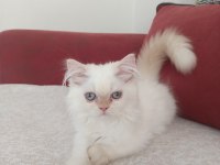 Safkan chinchilla ve british shorthair yavruları