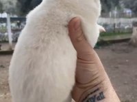 Kan hattına sahip nadir bulunanlardan albino alman kurdu