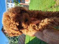 Son Erkek Yavru Acil Köpeğimiz