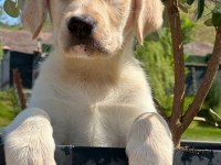 Labrador Retriever Yavruları Muhteşem Formda