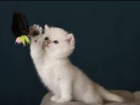 British shorthair golden point
