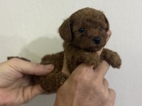 Güzel Ve Sağlıklı Poodle Bebekler