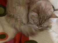 Ragdoll kızımızı ve oğlumuzun sahiplendirmek istiyorum
