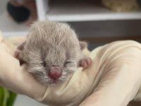 sağlıklı eğitimli british shorthair safkan yavru