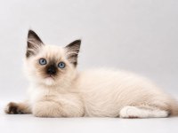 Hakiki Ragdoll Bebekler