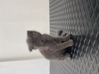 Yavru scottish fold 2 aylık