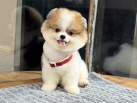 Orjinal Pomeranian Boo Yavrumuz