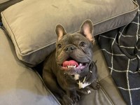Bulldog Kızım moi 6 aylık sahiplendiriyoruz sevgi delisi