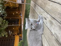 British shorthair dişi 1 yaşında iç dış paraziti var