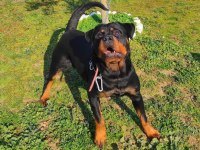 SCR ve üretim izinli dişi rottweiler
