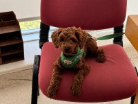 Uygun fiyat toy poodle kızıl