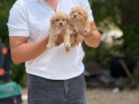 Safkan Aşılı Ve Çiş Eğitimli Maltıpoo Bebekler