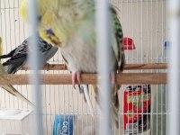 Şov jumbo yavru muhabbet kuşu