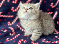 5 adet british shorthair yavrularımız