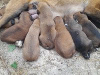 Belçika kurdu yavruları 1 aylık 6 erkek 2 dişi