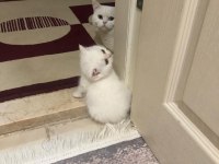 BRİTİSH SHORTHAİR KARTOPLARI