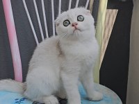Scottish fold dişi sıfır kulak