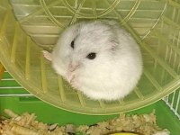 HAMSTER GONZALES YAVRULARI HERYERE GÖNDERİM