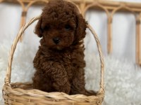 Toy poodle bebekler