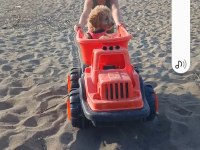 2.5 aylık dişi wc eğitimli poodle